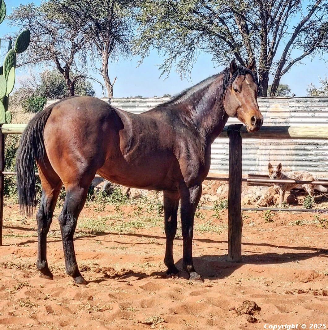 Tiaan's Roper